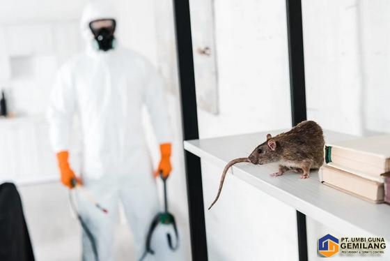 Jasa Pengendalian Tikus di Medan
